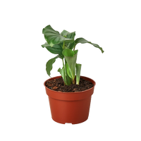 Calathea Orbifolia