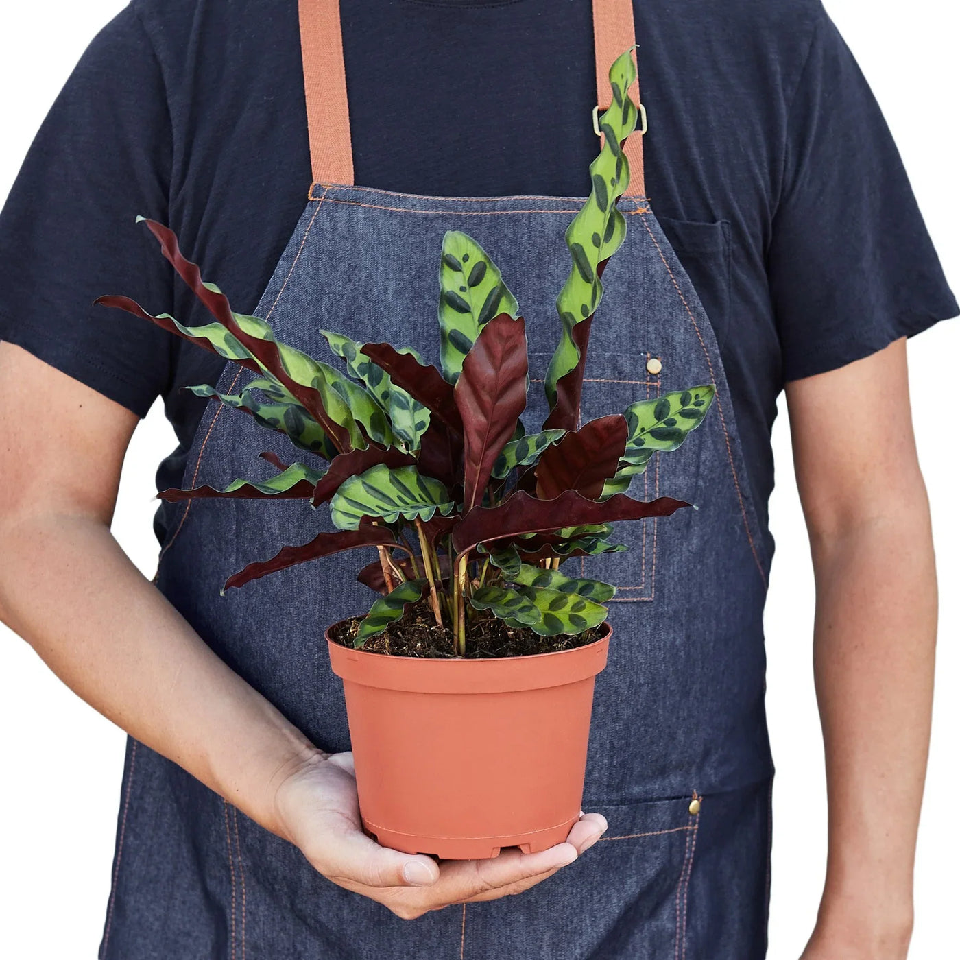 Calathea Rattlesnake Lancifolia