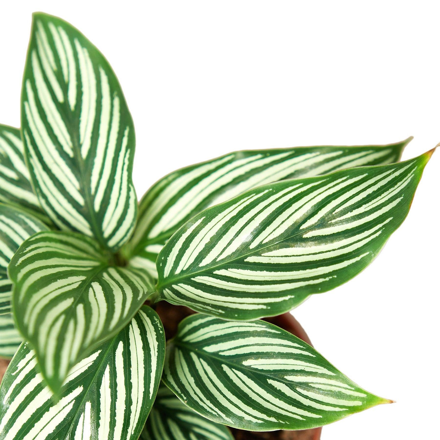Close-up of Calathea Vittata leaves with intricate white stripes on deep green foliage. A stunning houseplant for home and office decor.