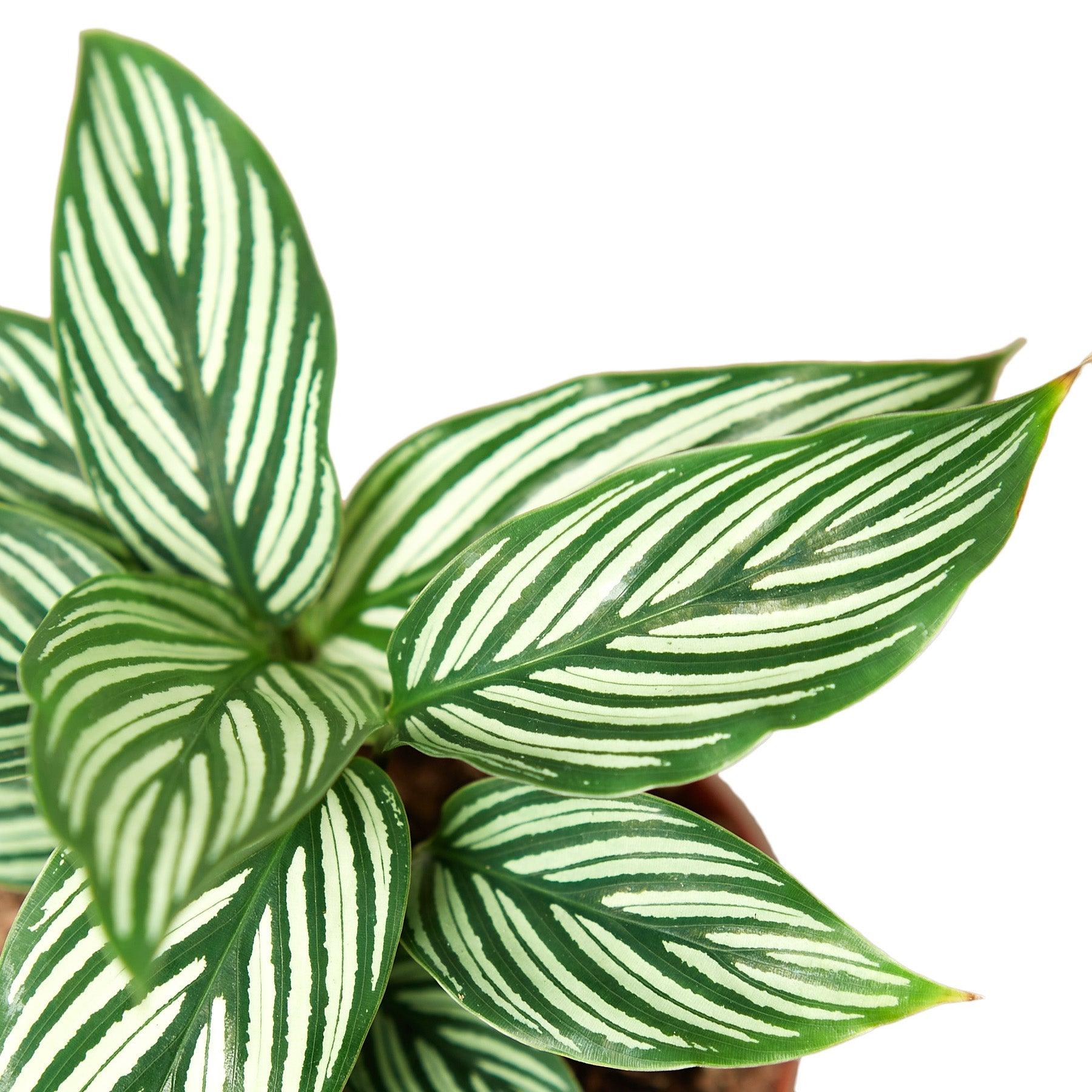 Close-up of Calathea Vittata leaves with intricate white stripes on deep green foliage. A stunning houseplant for home and office decor.