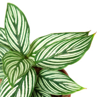 Close-up of Calathea Vittata leaves with intricate white stripes on deep green foliage. A stunning houseplant for home and office decor.