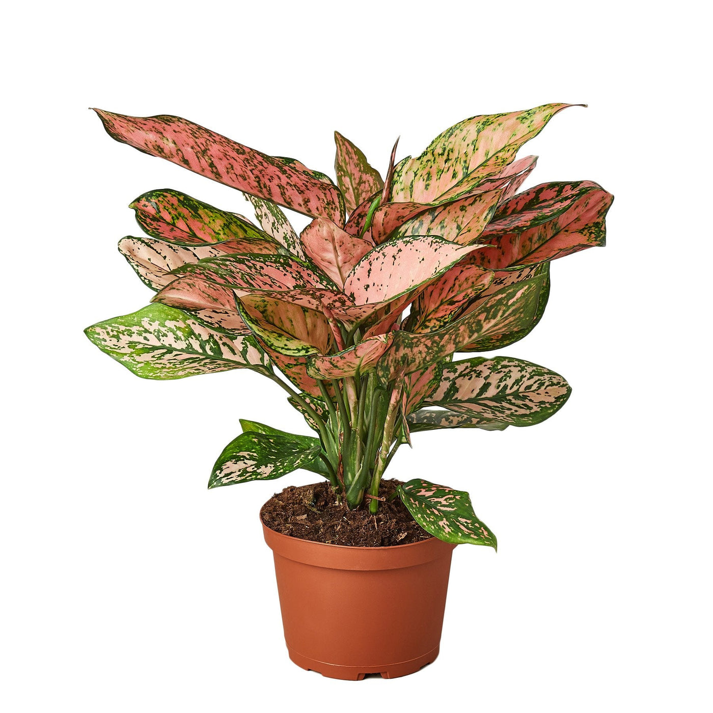 aglaonema cherry Live Aglaonema Cherry Anyanmanee 'Lady