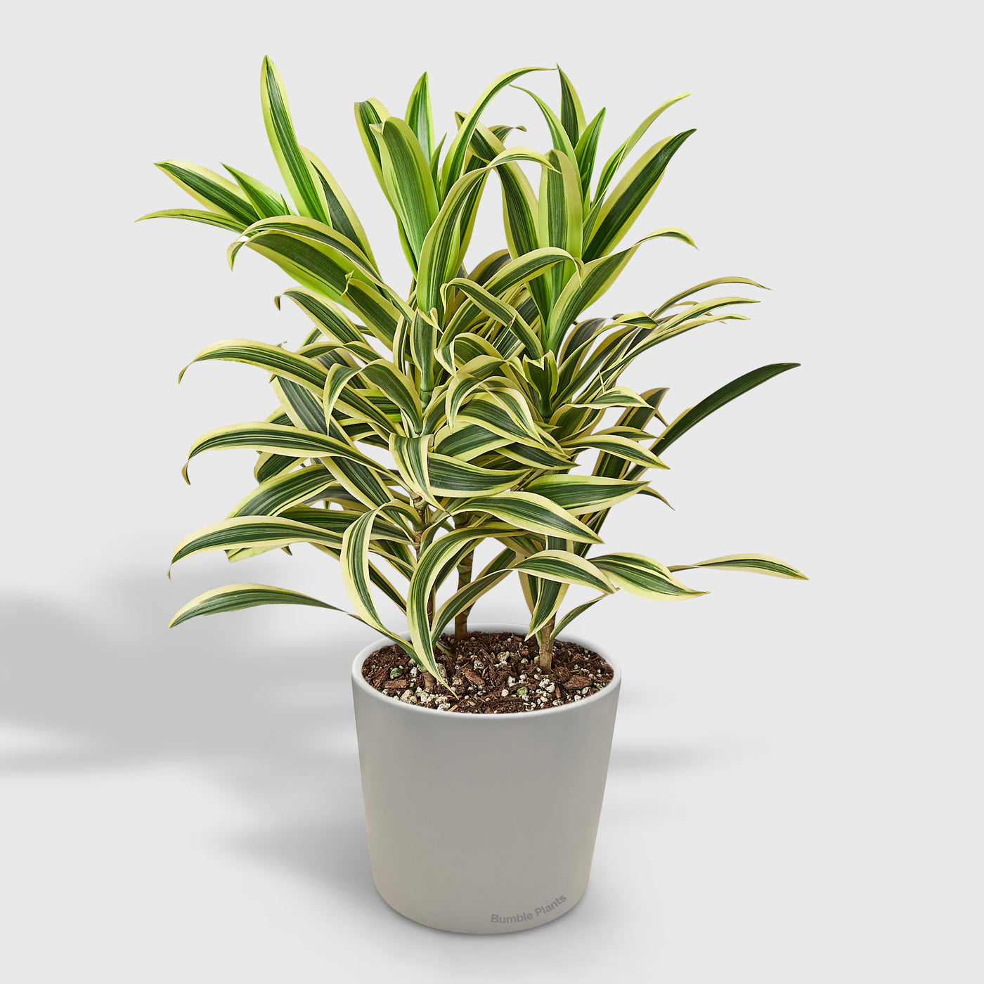 Dracaena 'Song of India'