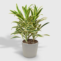 Dracaena 'Song of India'