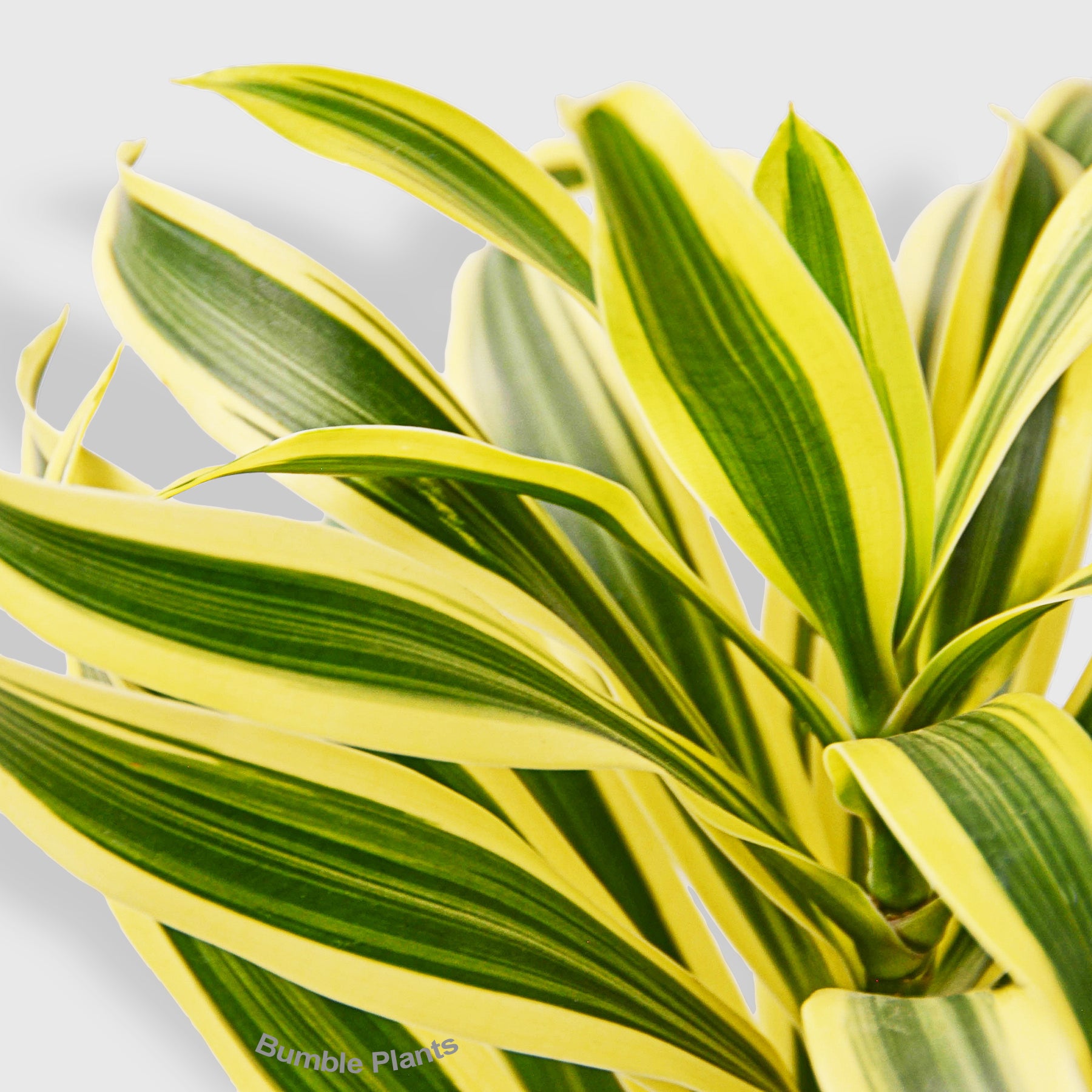 Dracaena 'Song of India'