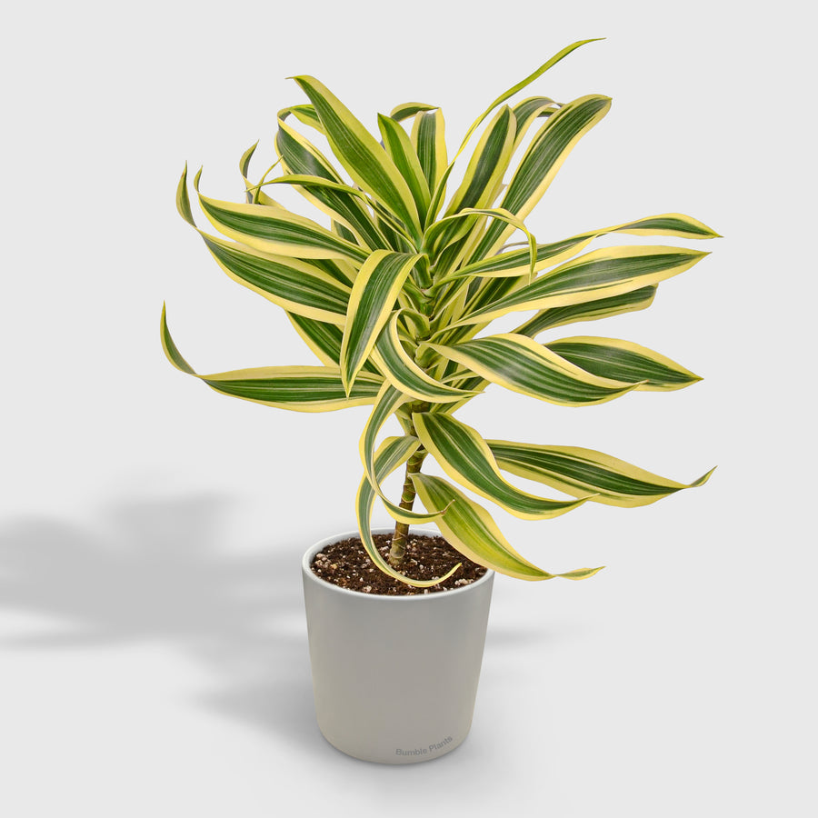 Dracaena 'Song of India'