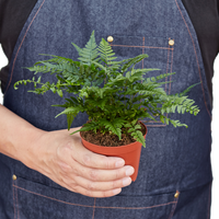 'Korean Rock' Fern