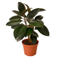 Ficus Elastica Black Burgundy Rubber Plant