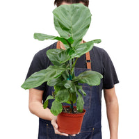 Fiddle Leaf Fig Ficus Lyrata