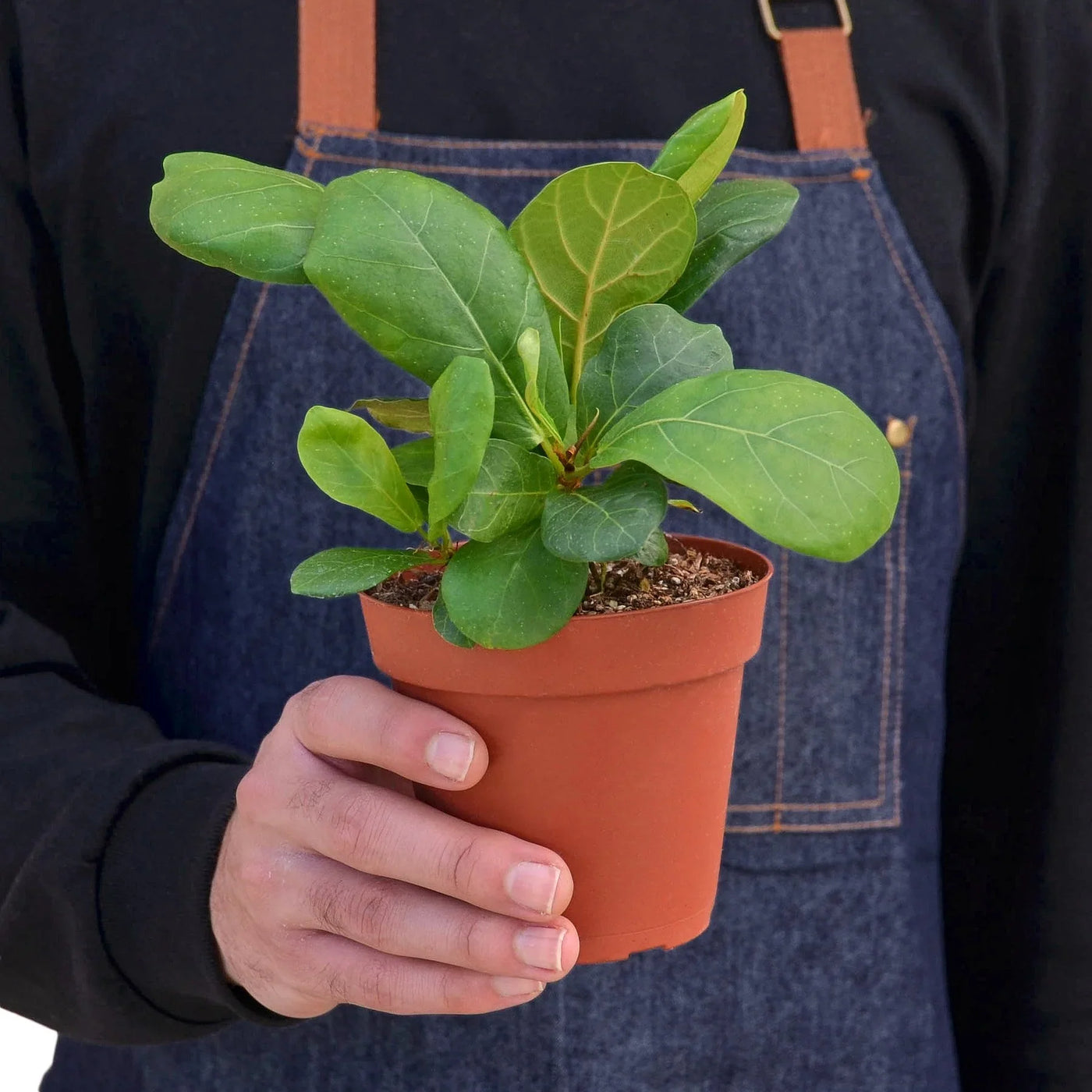 Fiddle Leaf Fig Ficus Lyrata