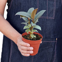 Ficus Elastica Tineke Variegated Rubber Plant