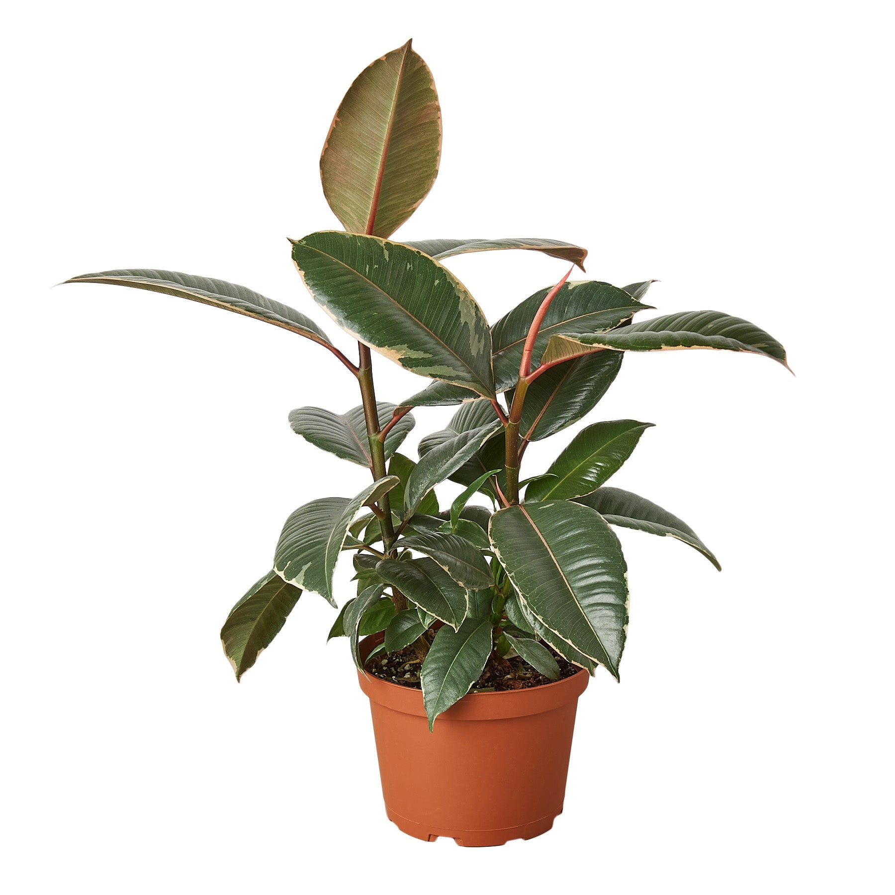 Ficus Elastica Tineke Variegated Rubber Plant