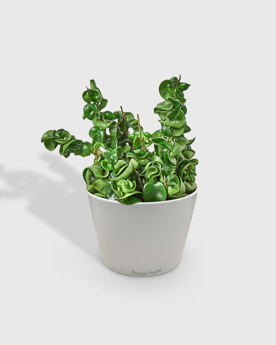 Hoya Hindu Rope Krinkle Curl