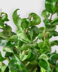 Hoya Hindu Rope Krinkle Curl