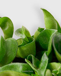 Hoya Hindu Rope Krinkle Curl