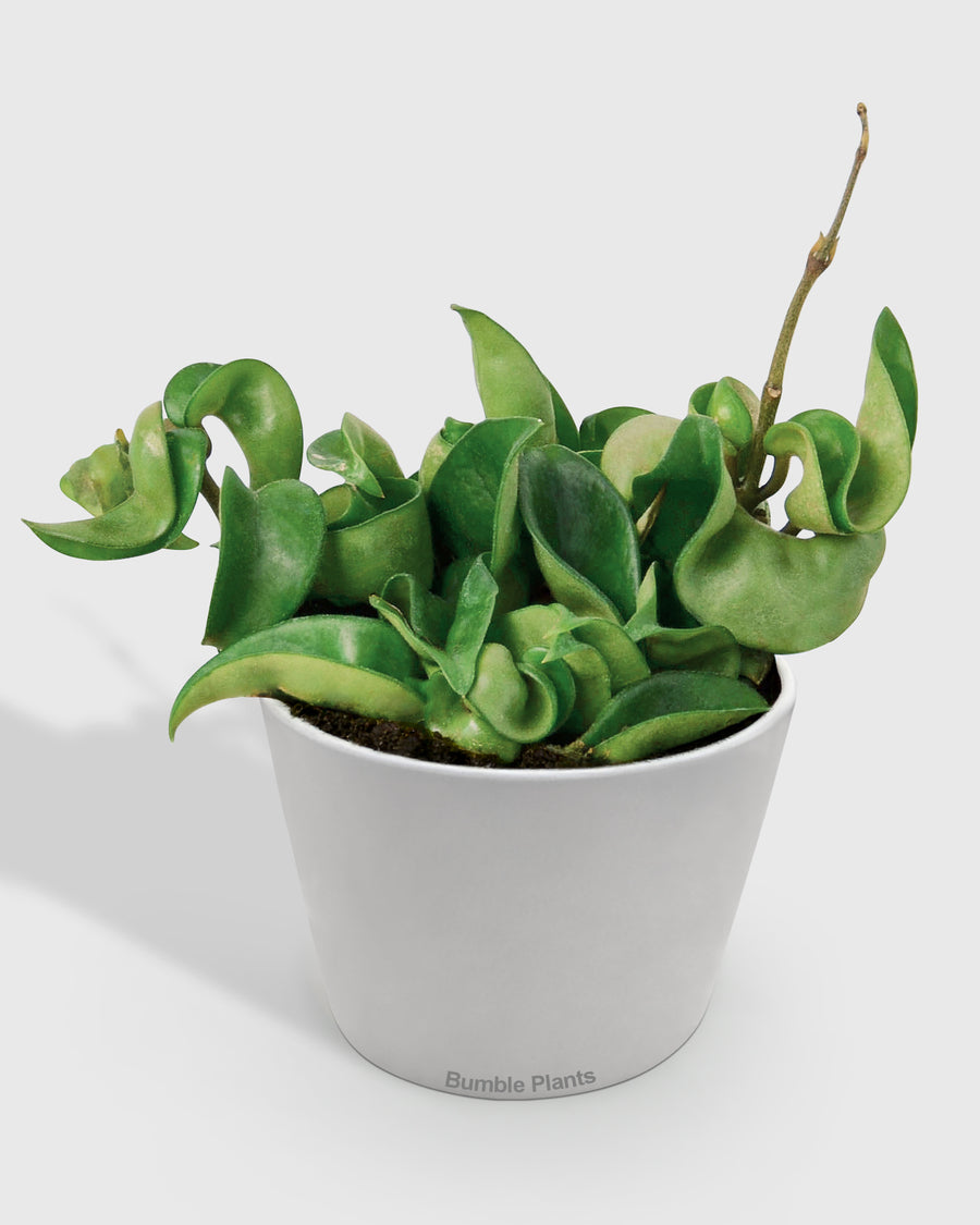 Hoya Hindu Rope Krinkle Curl