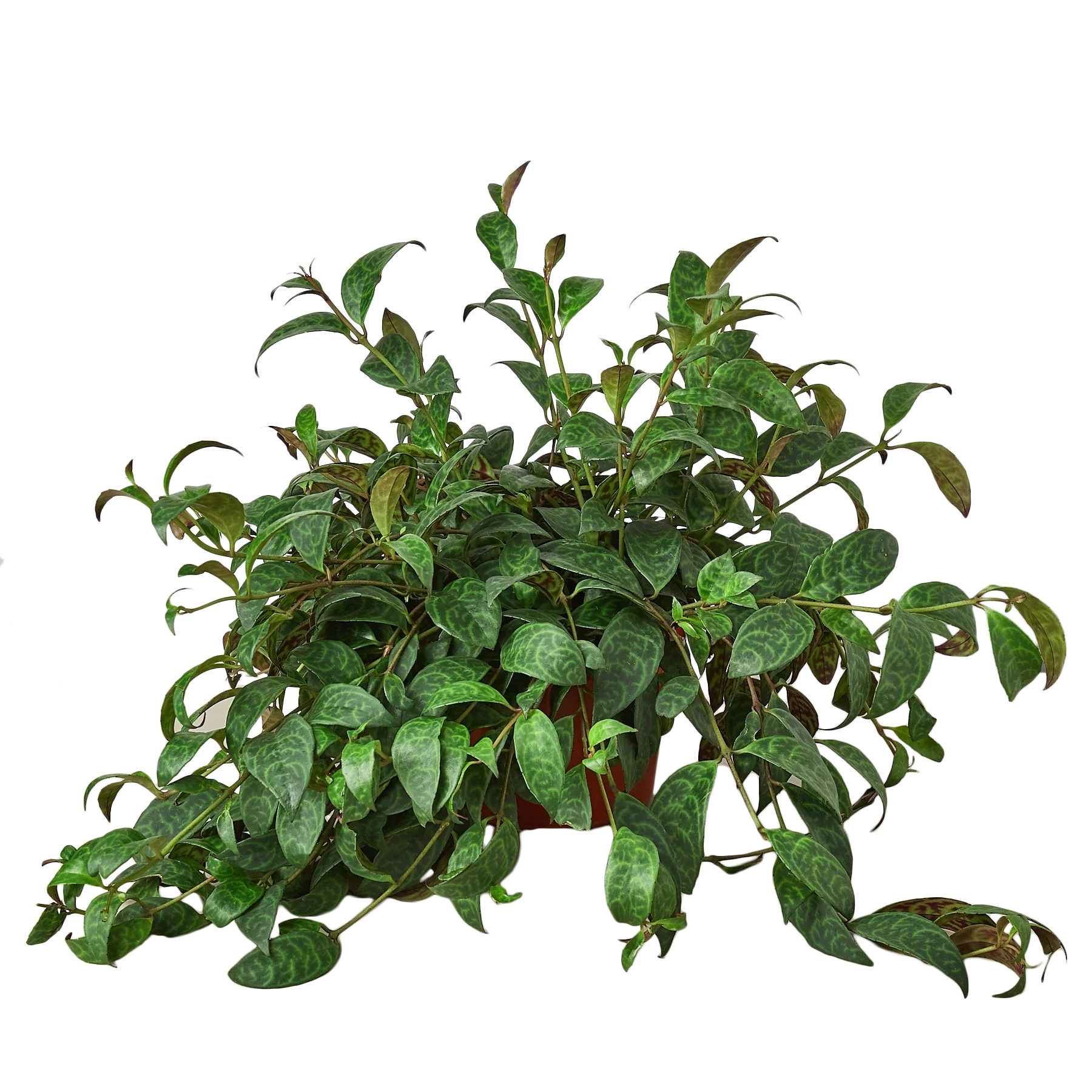 Mona Lisa Lipstick Aeschynanthus Radicans