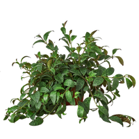 Mona Lisa Lipstick Aeschynanthus Radicans