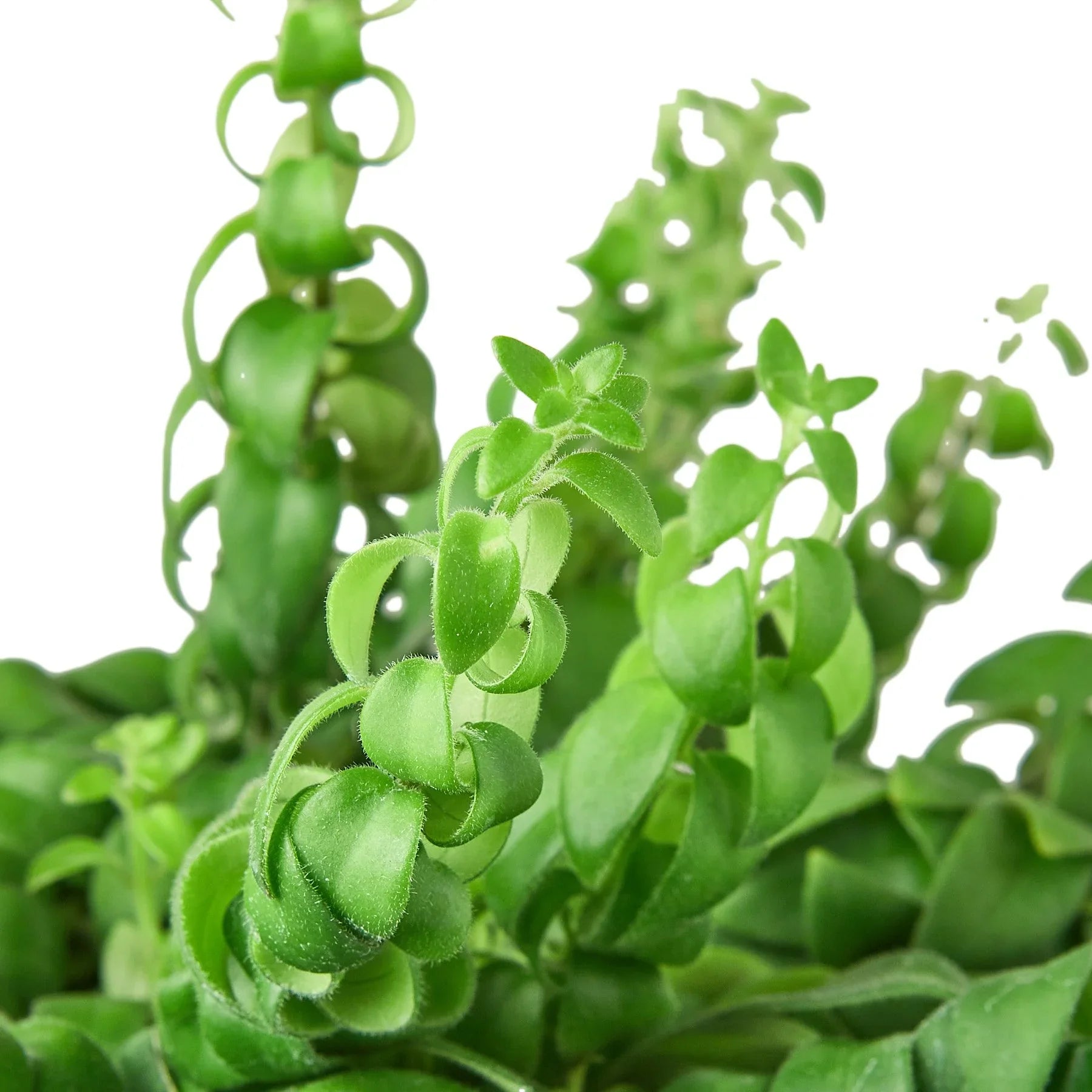 Aeschynanthus Radicans Curly Lipstick Plant