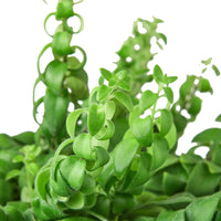 Aeschynanthus Radicans Curly Lipstick Plant