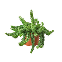 Aeschynanthus Radicans Curly Lipstick Plant