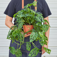 Monstera Adansonii 'Swiss Cheese' - House Plant Shop