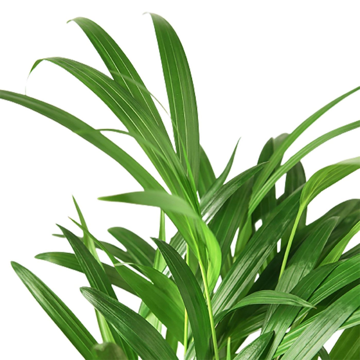 Dypsis Lutescens Areca Palm