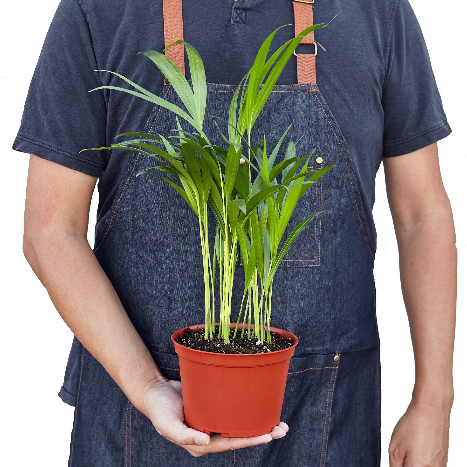Dypsis Lutescens Areca Palm