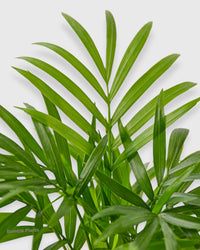 Chamaedorea Elegans Parlor Palm