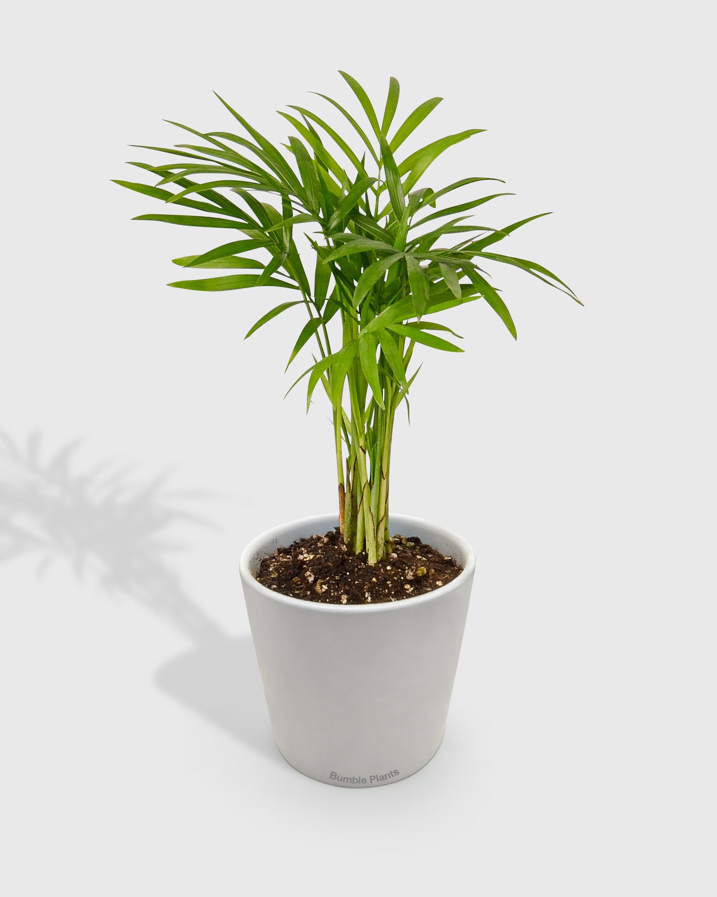 live parlor palm Live Chamaedorea Elegans Parlor Palm