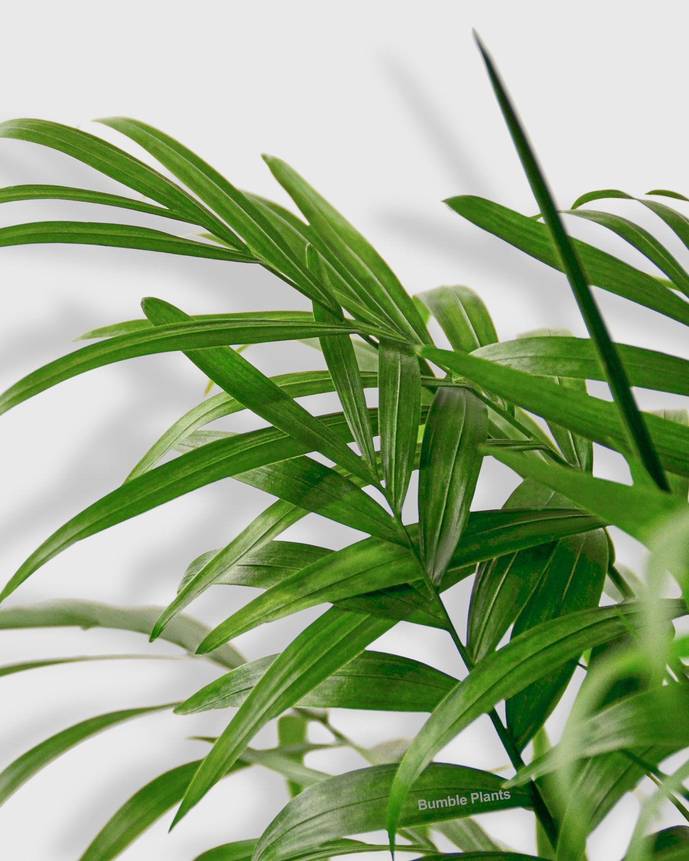 Chamaedorea Elegans Parlor Palm