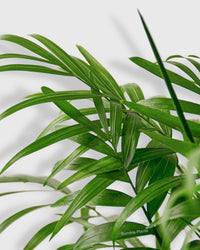 Chamaedorea Elegans Parlor Palm