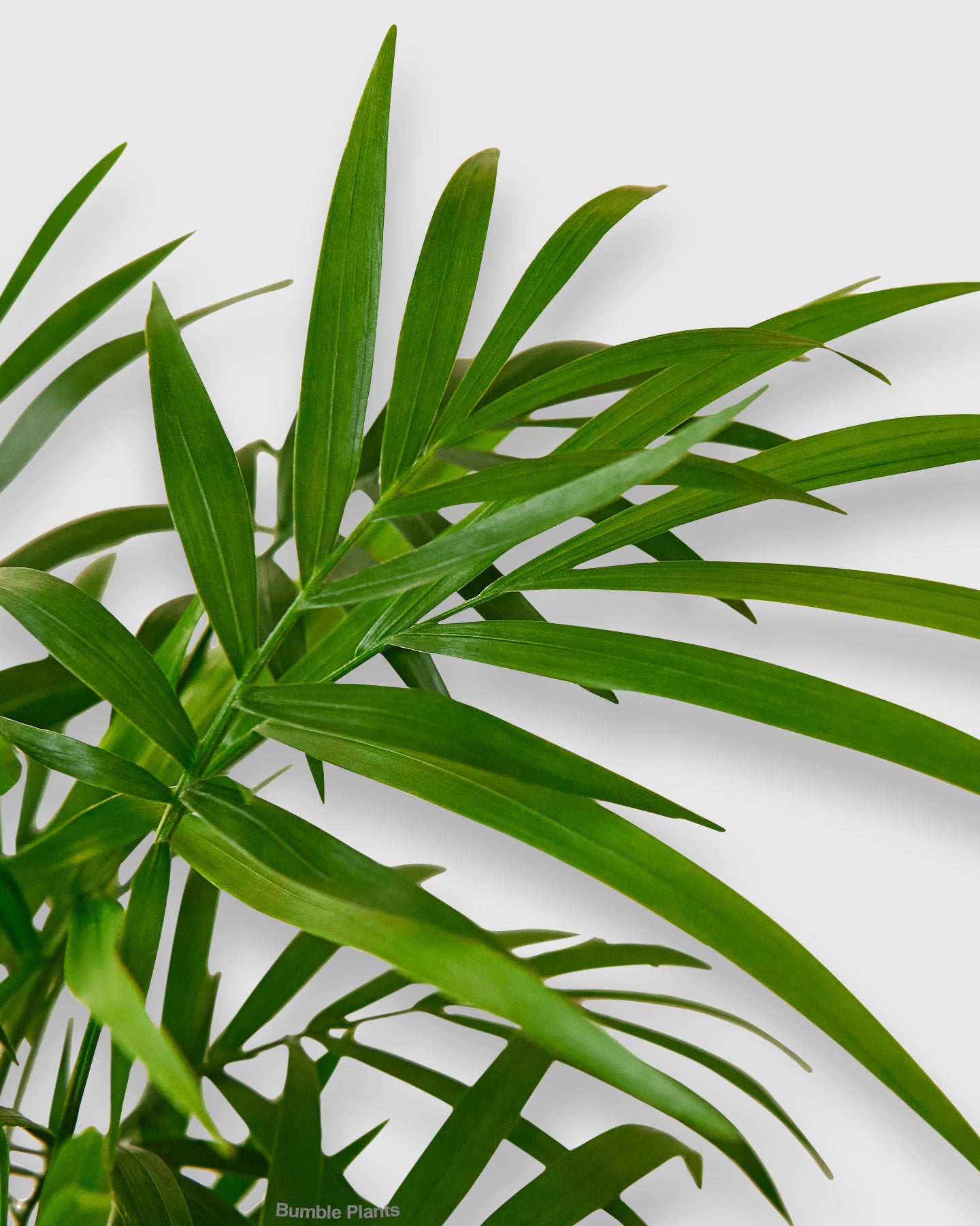 Chamaedorea Elegans Parlor Palm