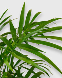 Chamaedorea Elegans Parlor Palm