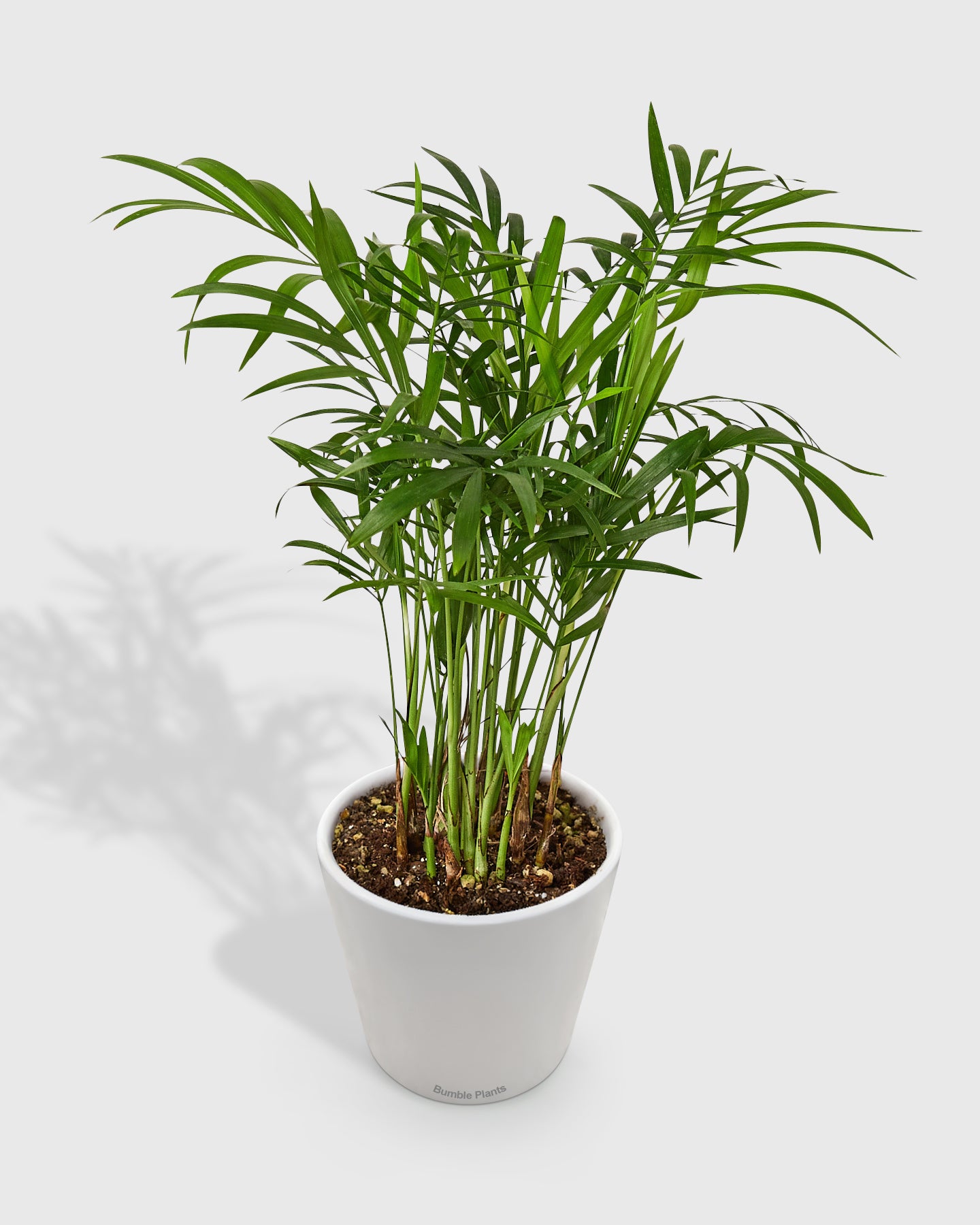 Chamaedorea Elegans Parlor Palm