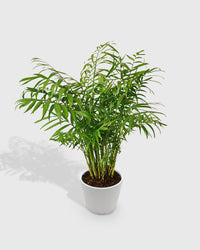 Chamaedorea Elegans Parlor Palm