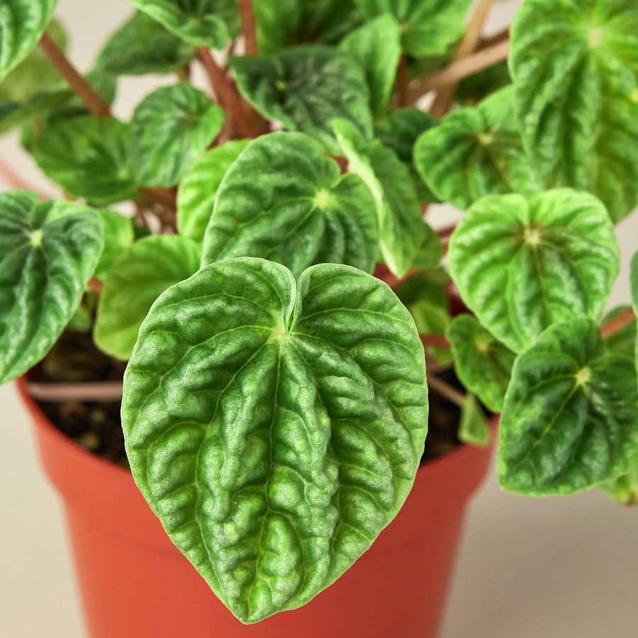 Peperomia Emerald Ripple Pepper
