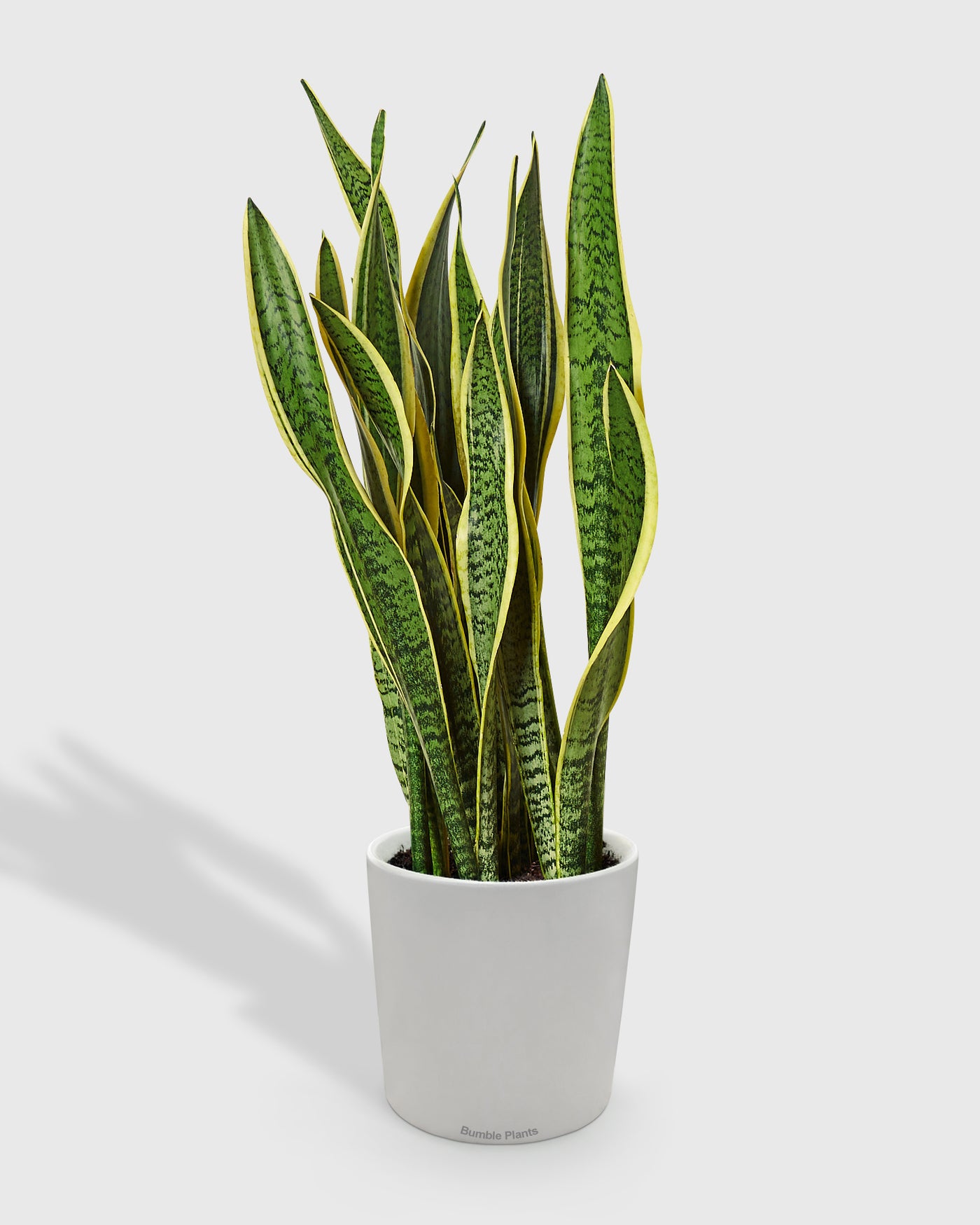 Sansevieria Trifasciata Laurentii Snake Plant