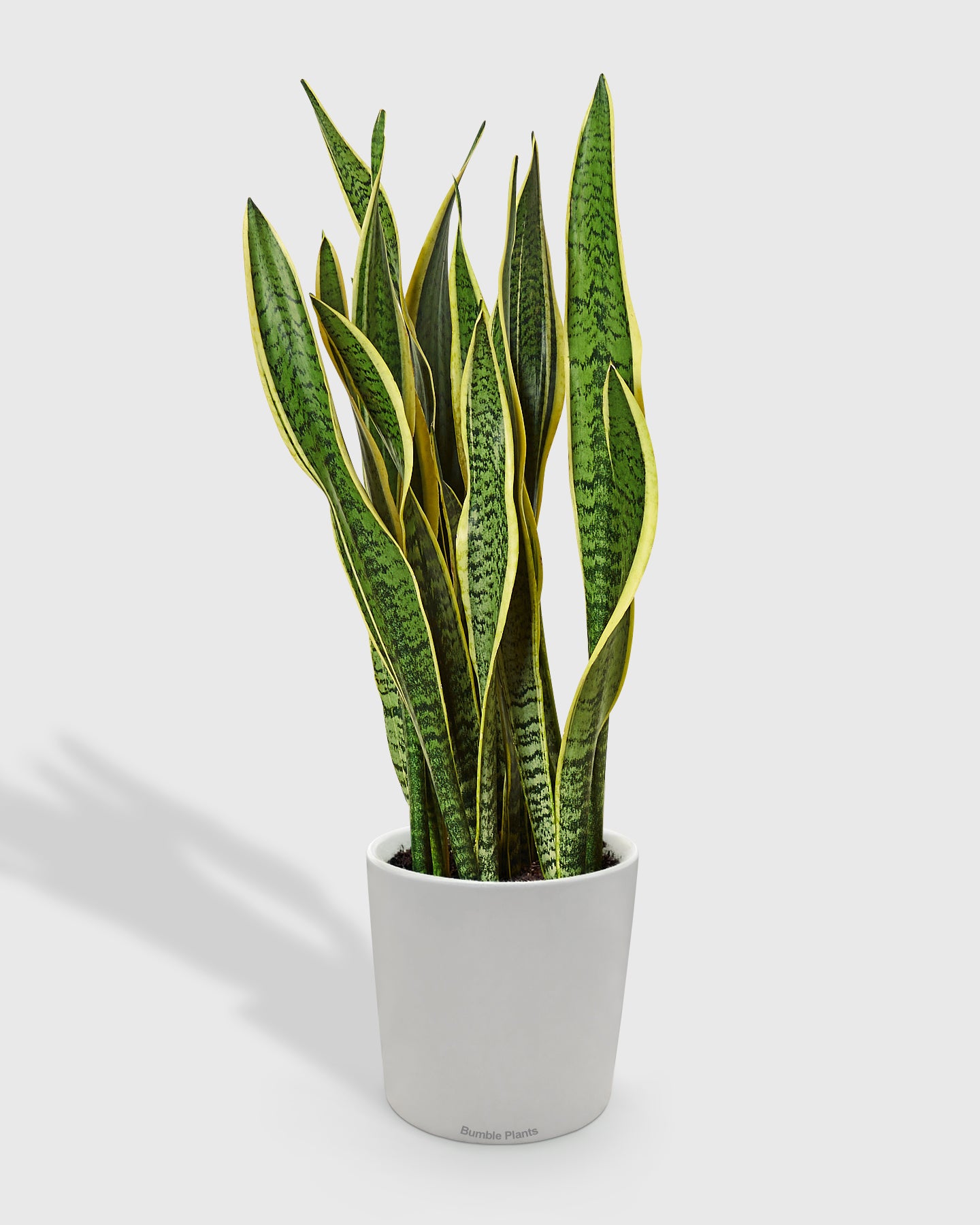 Sansevieria Trifasciata Laurentii Snake Plant