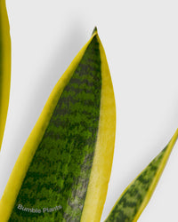 Sansevieria Trifasciata Laurentii Snake Plant