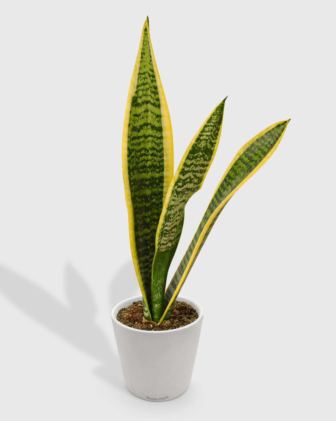 Sansevieria Trifasciata Laurentii Snake Plant