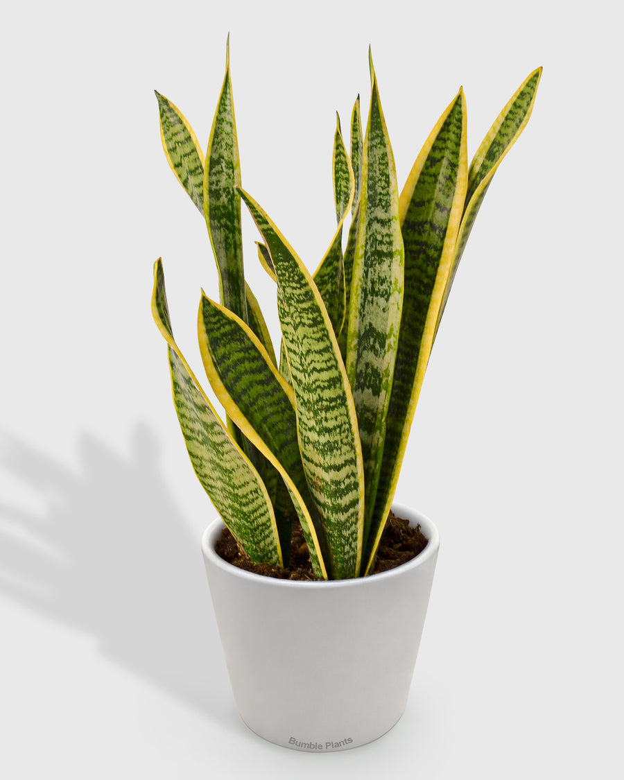 Sansevieria Trifasciata Laurentii Snake Plant