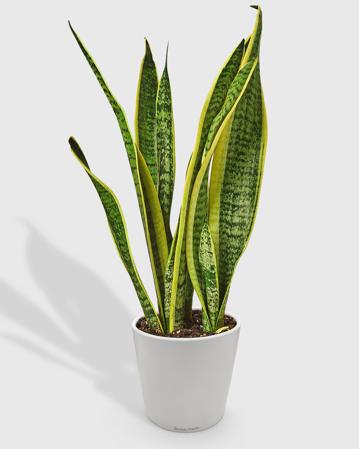 Sansevieria Trifasciata Laurentii Snake Plant