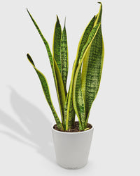 Sansevieria Trifasciata Laurentii Snake Plant