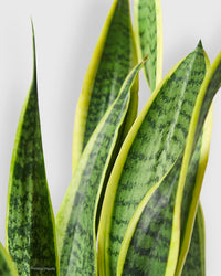 Sansevieria Trifasciata Laurentii Snake Plant