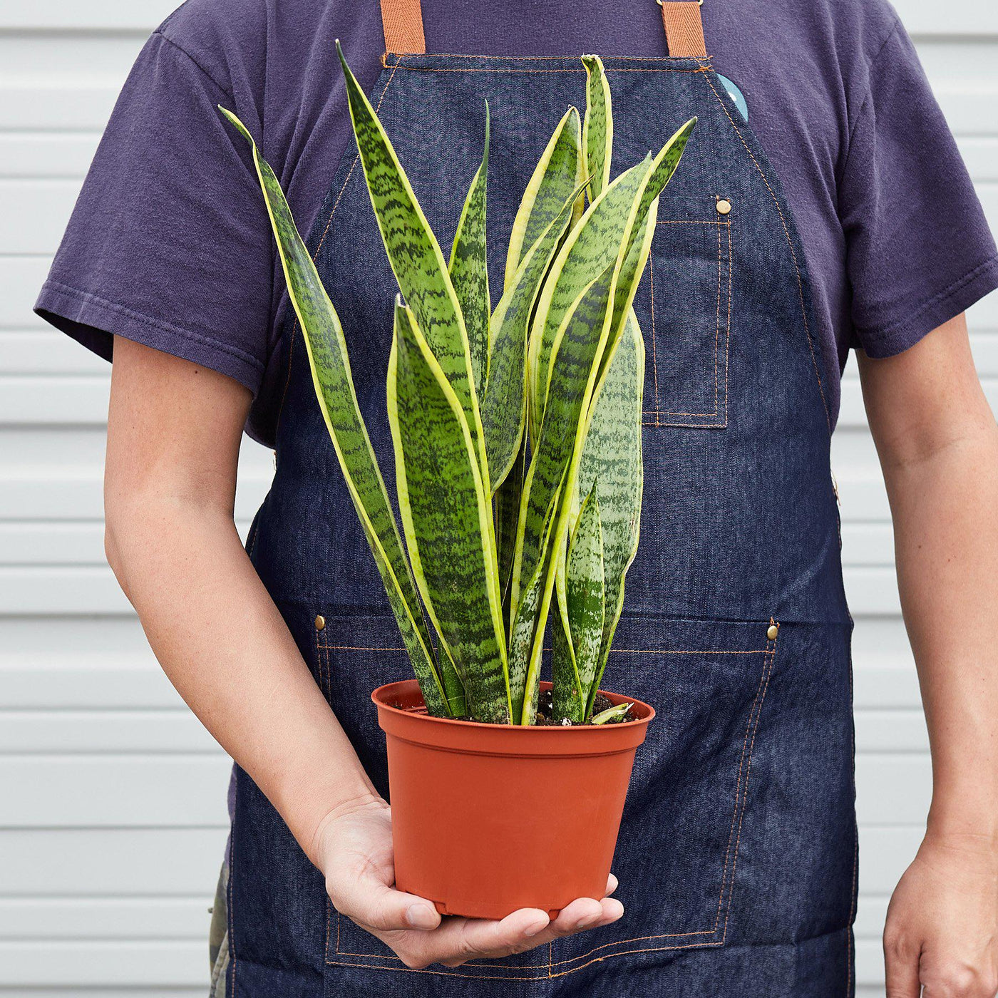 Sansevieria Trifasciata Laurentii Snake Plant