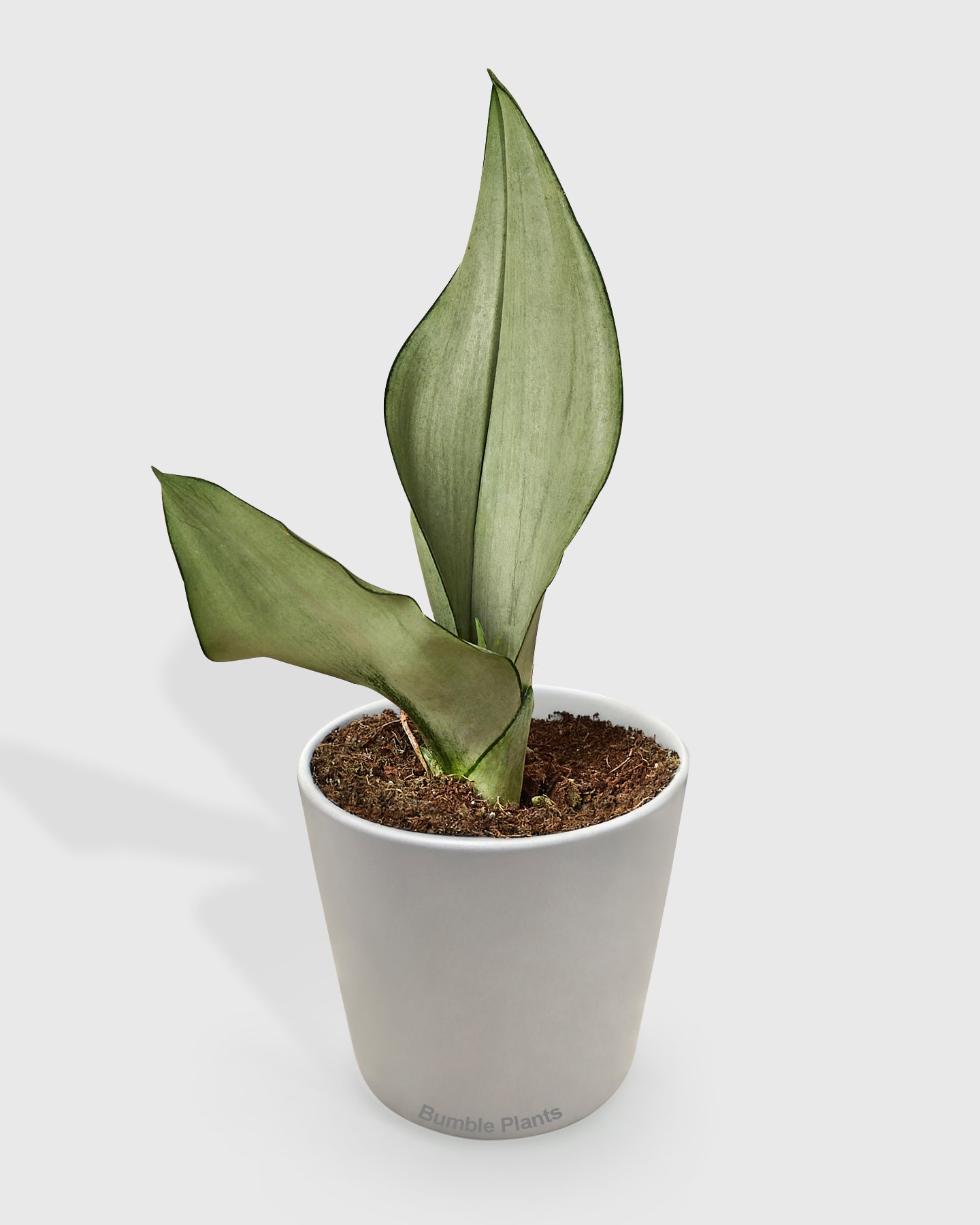 Snake Plant Moonshine