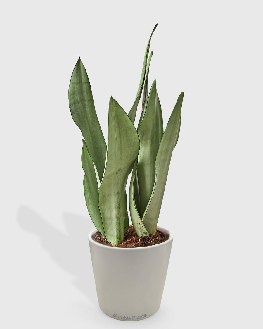 Snake Plant Moonshine
