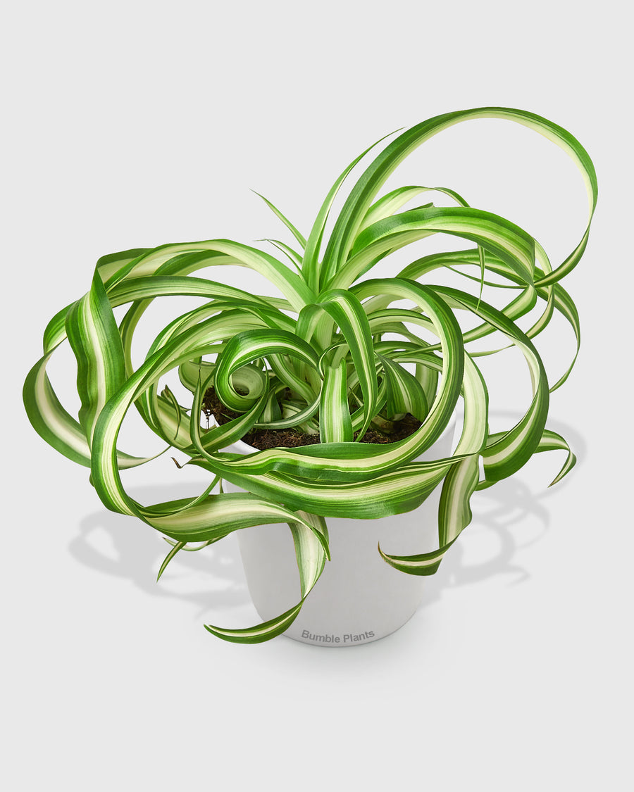 Chlorophytum Comosum Spider Plant 'Bonnie'
