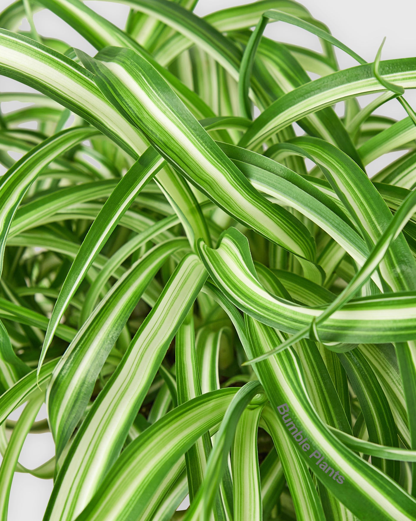 chlorophytum comosum 'bonnie' The Snobby Leaf | Spider Plant 'Bonnie' - 4 inch Pot